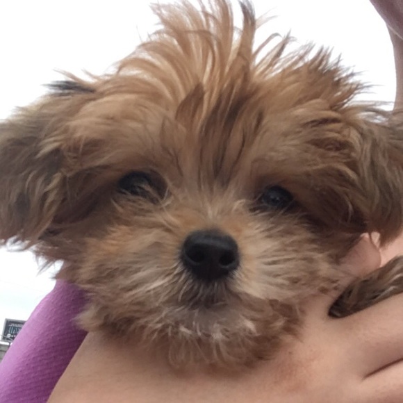 puglover916